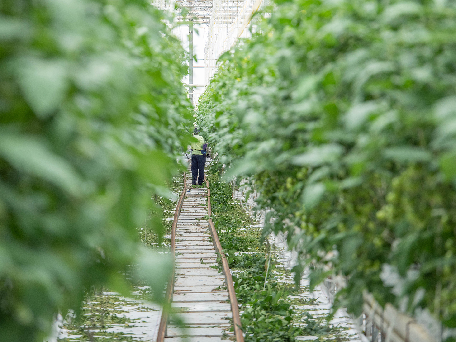 Guyra Glasshouse